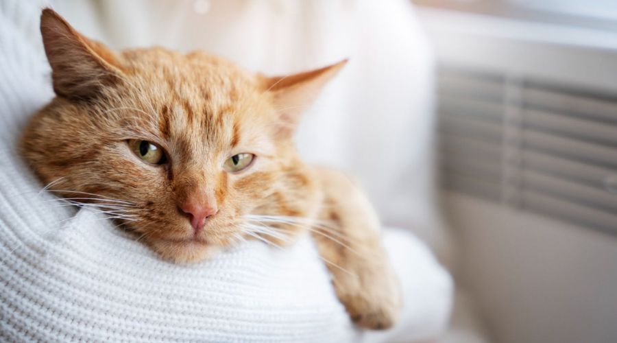 person in a white sweater holding an orange tabby cat