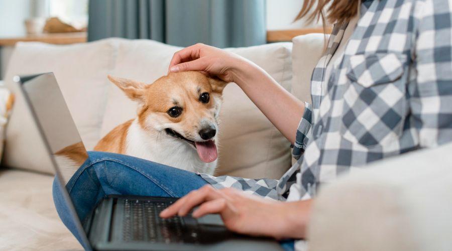 woman petting a corgi dog while on the computer