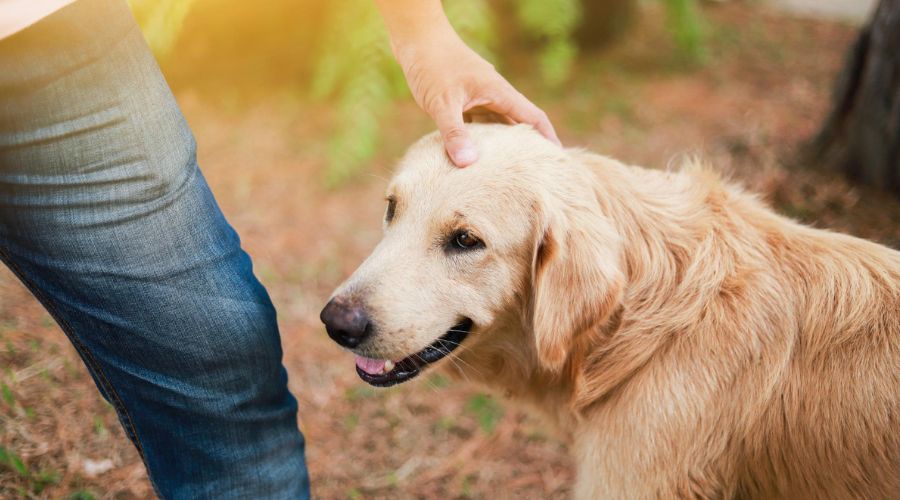 person petting a golden retriever
