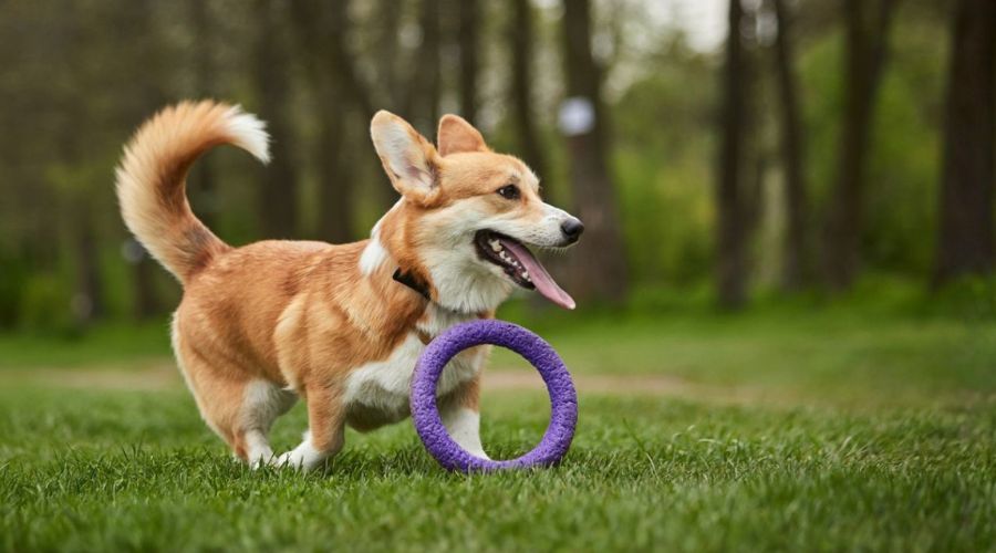 corgi running outside in the grass with a purple toy