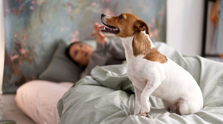 jack russell terrier dog sitting on a bed