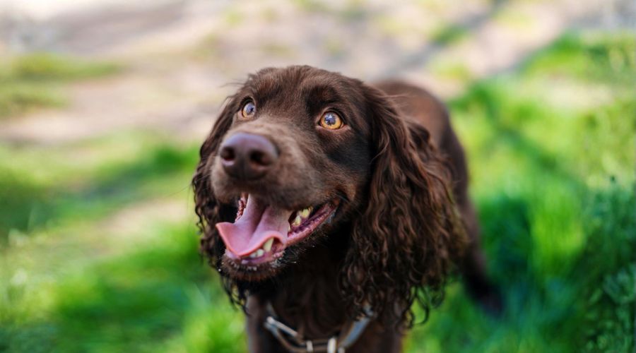 brown dog standing outside in bright green grass