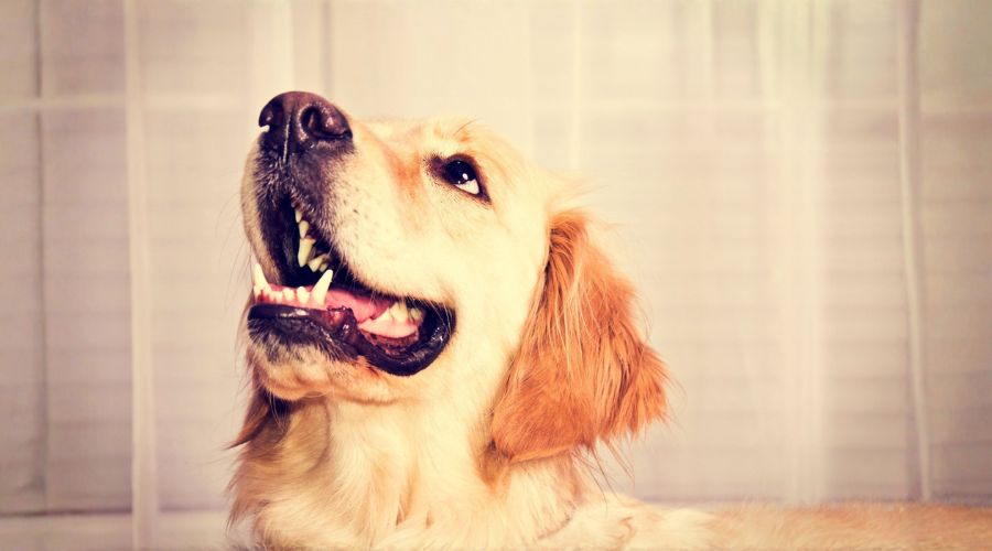 dog looking up with mouth open
