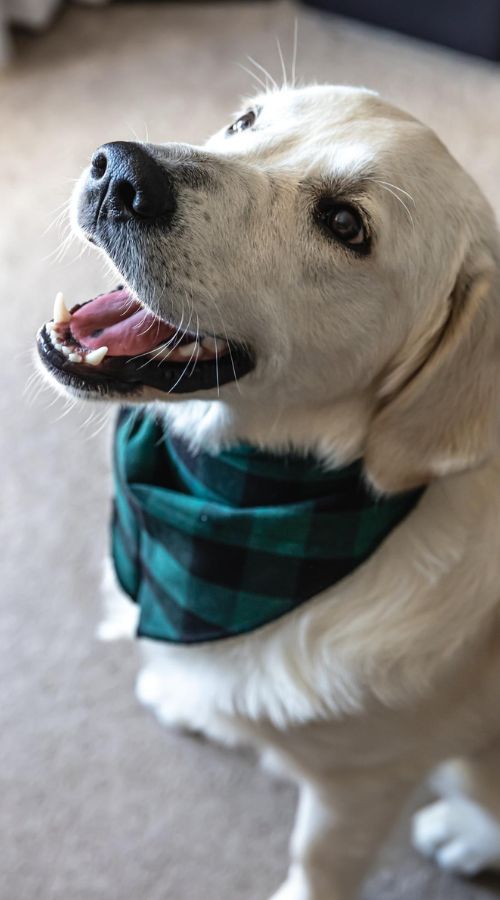 dog wearing a bandana and sitting for a treat