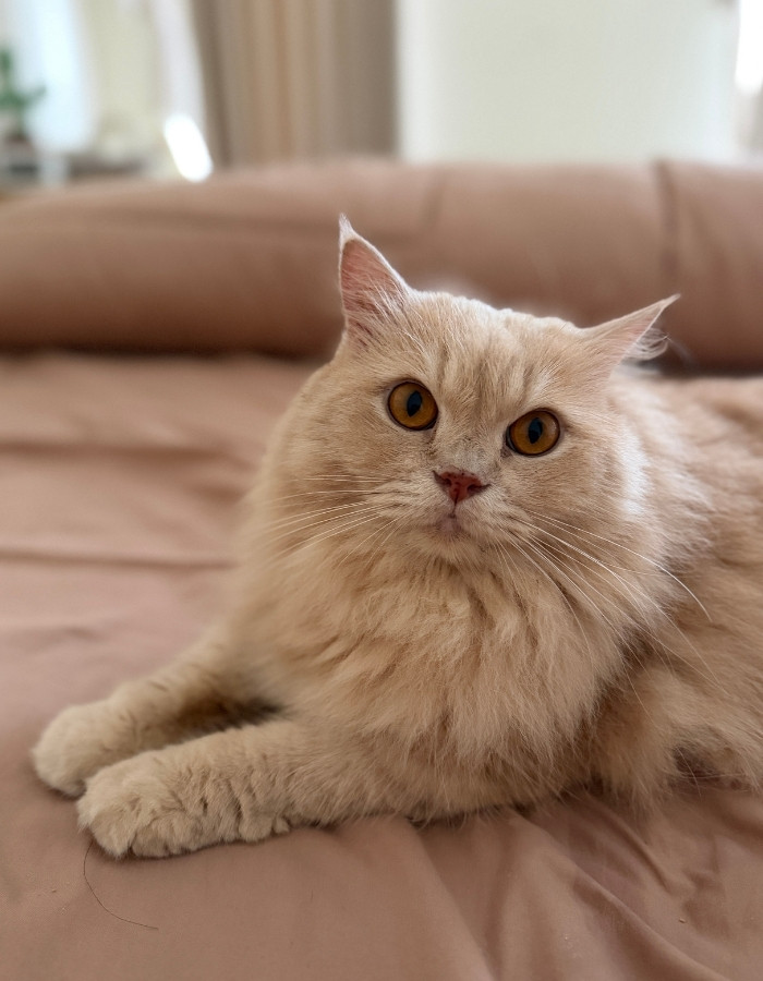 A fluffy cream-colored cat with amber eyes lies on a peach-colored bedspread, looking directly at the camera.