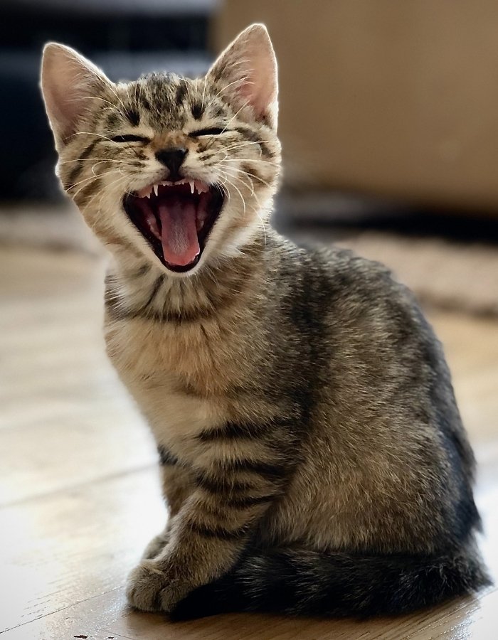 A tabby kitten sits on a wooden floor, yawning widely with its mouth open and sharp teeth visible.