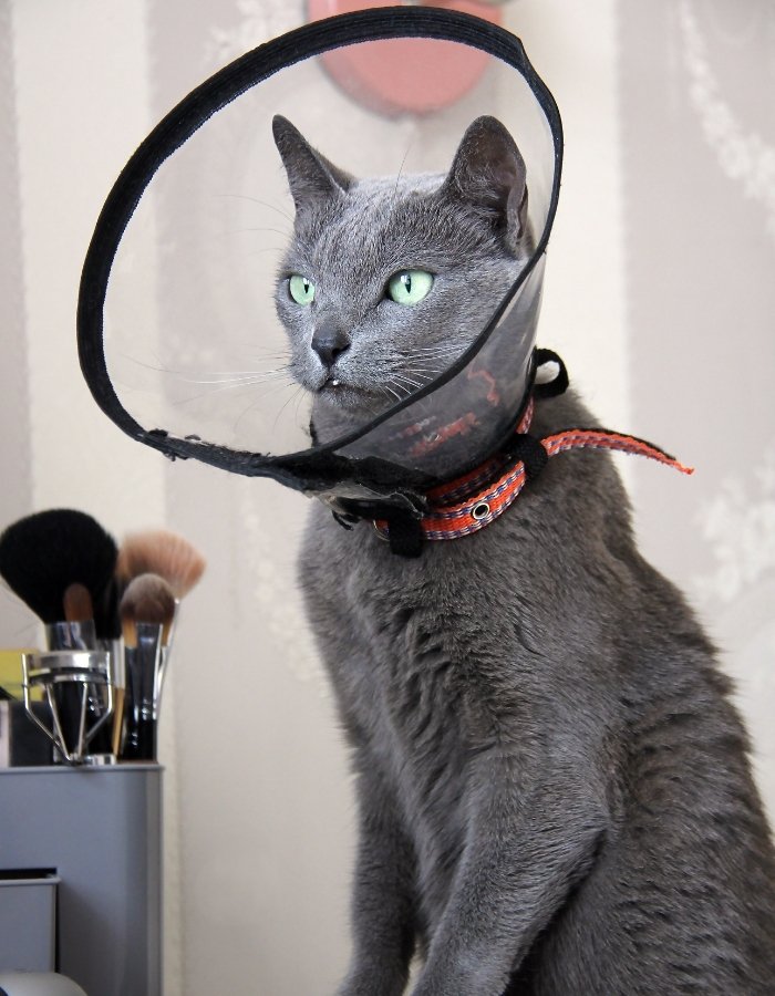 A gray cat with green eyes wearing a protective cone and a collar sits near makeup brushes.