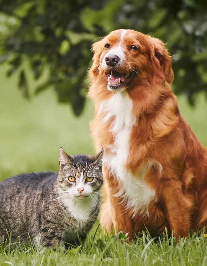 A brown and white dog sits next to a tabby cat on a grassy lawn under a tree.