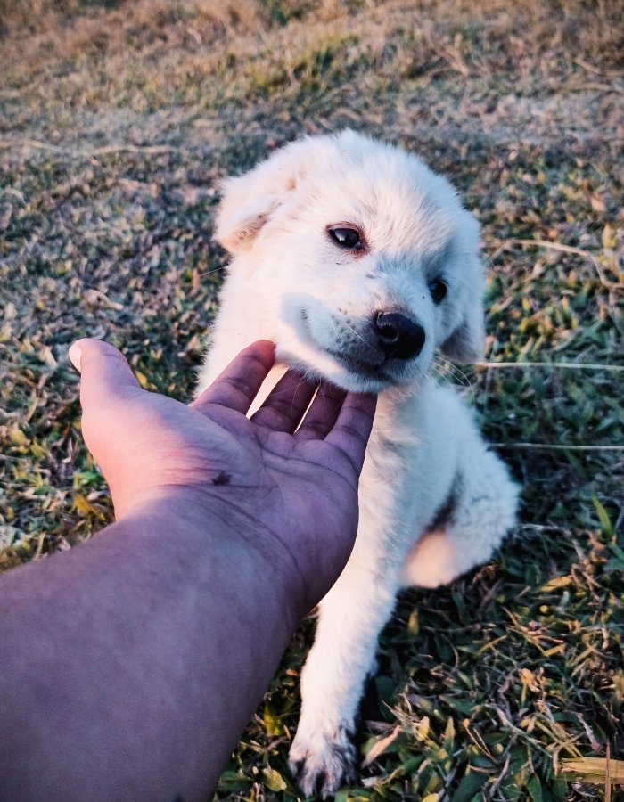 A hand gently strokes the chin of a fluffy white puppy sitting on dry grass during golden hour.