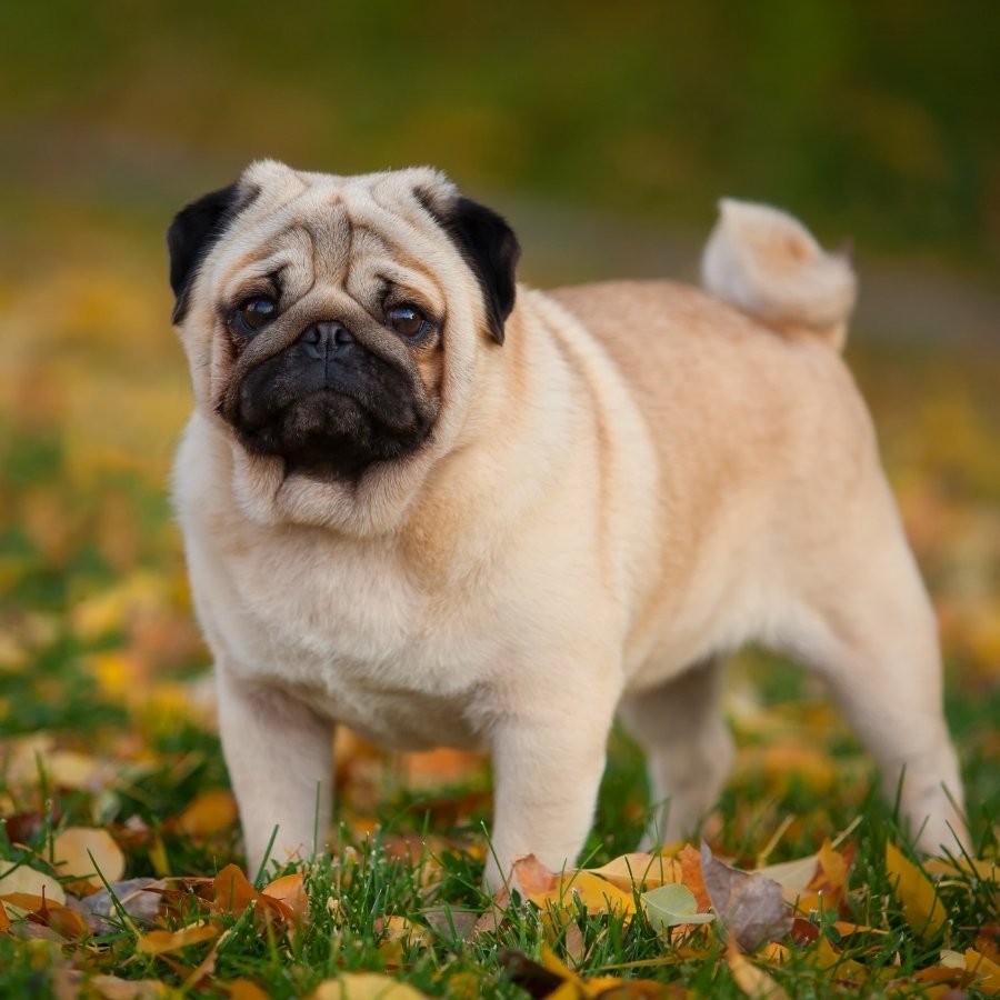 A fawn pug stands on grass covered with fallen autumn leaves.