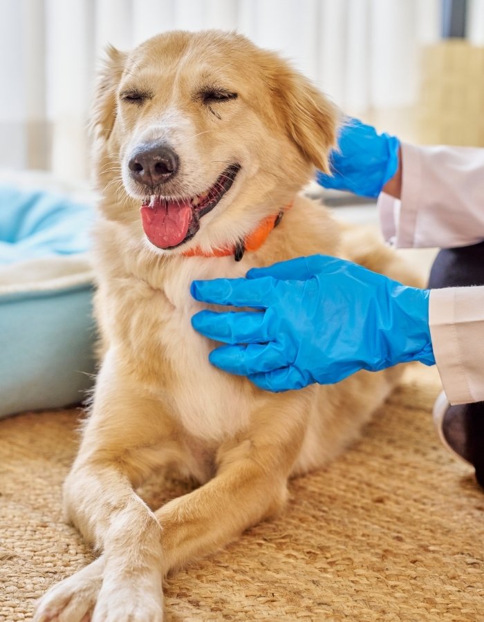 A person wearing blue gloves gently pets a golden dog lying on a rug.