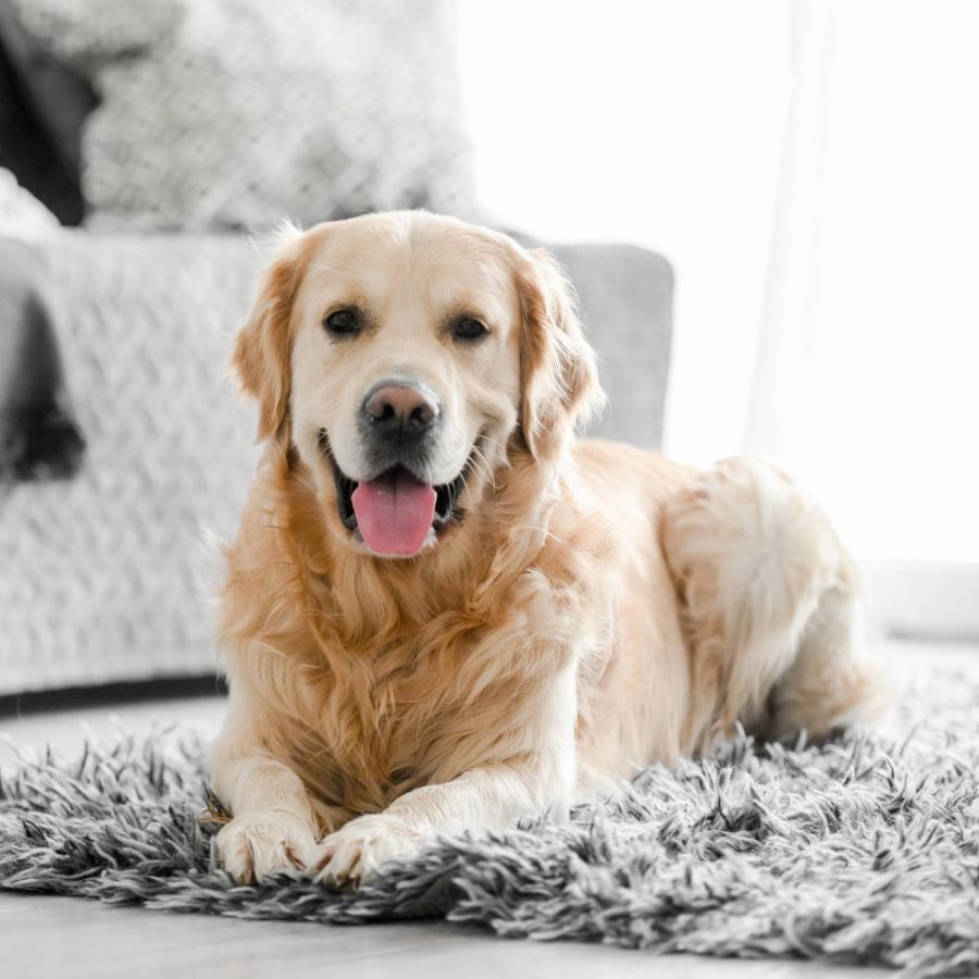 dog laying down on a grey color carpet inside a house next to a couch