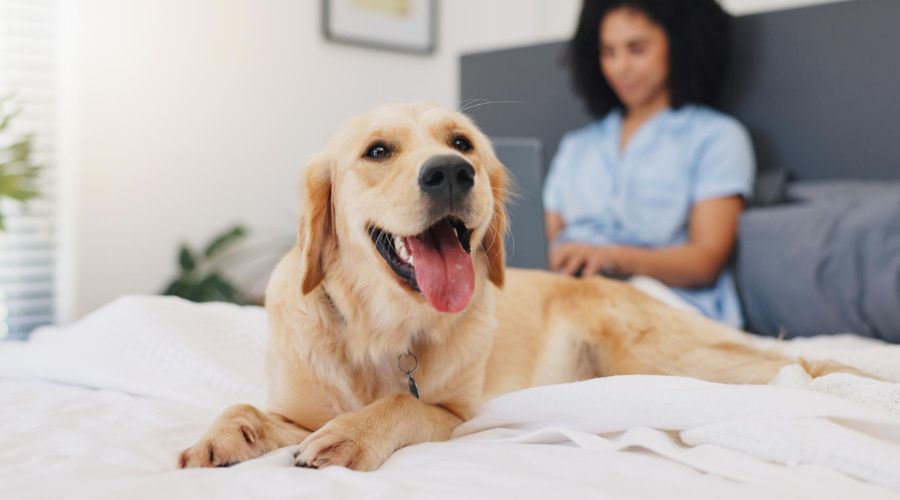 A happy golden retriever lies on a white bed in the foreground, with a person blurred in the background working on a laptop.