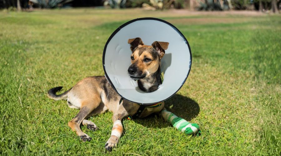 A dog wearing a cone collar lies on grass with bandages on its front and back legs.
