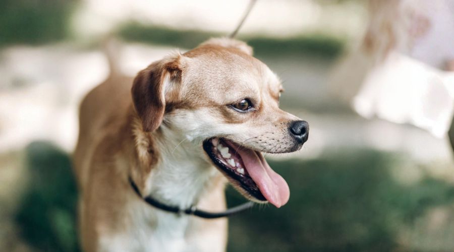 A light brown dog with its mouth open and tongue hanging out, wearing a black collar, with a blurred green background.