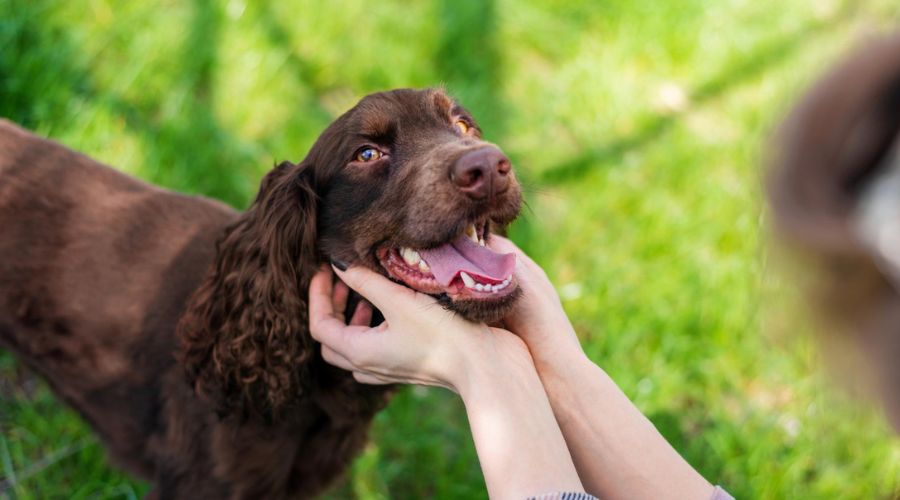 A person's hands gently hold a brown spaniel's face while the dog looks up with its mouth open and tongue out, in front of a blurred green grassy background.